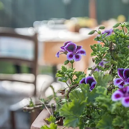 Bed & Breakfast Degli Ulivi Da Patty Capoterra
